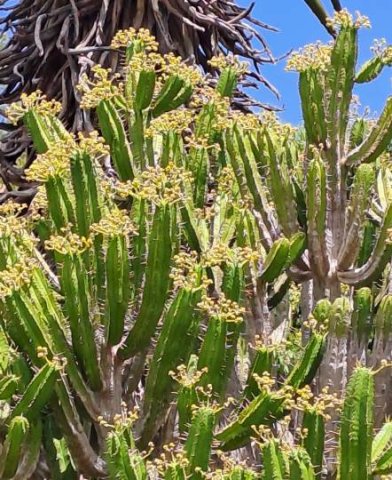 Euphorbia pentagona check the flower colour